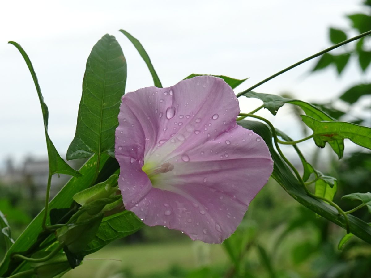 ①いつもの堤防～いわゆる雑草編～