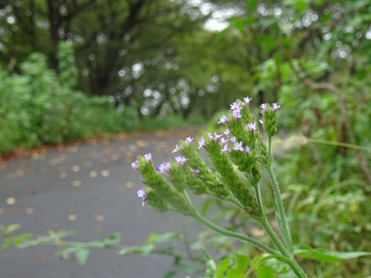 ①いつもの堤防～いわゆる雑草編～