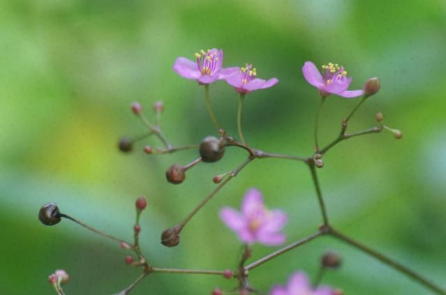 ハゼランの花