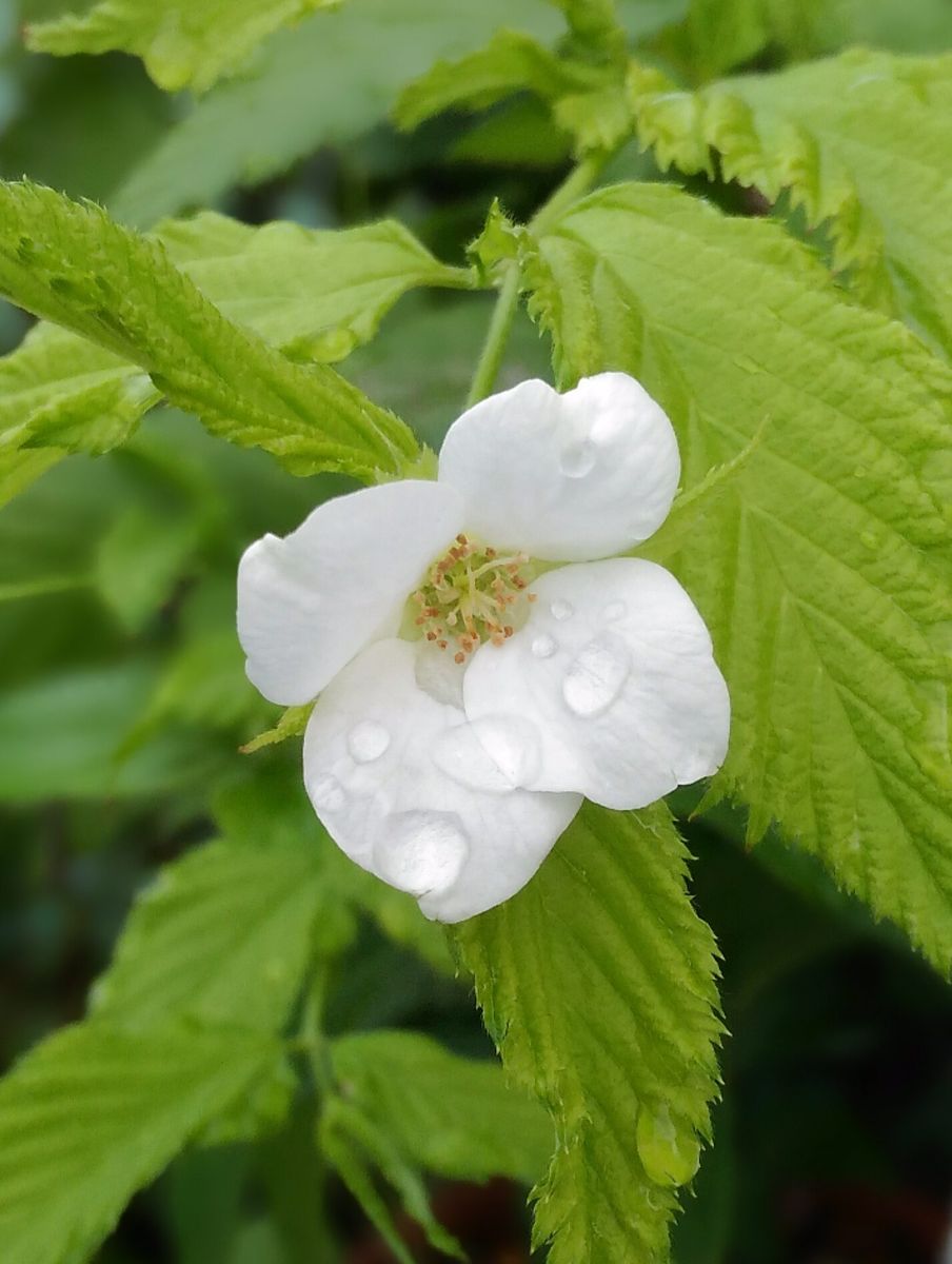 白いお花が咲いてます