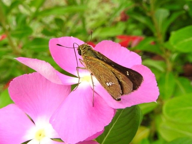 丈夫で長持ち、ポーチュラカ♪