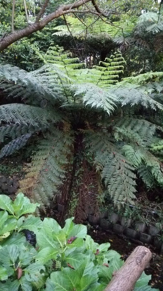 多肉植物の、名前を教えてください。