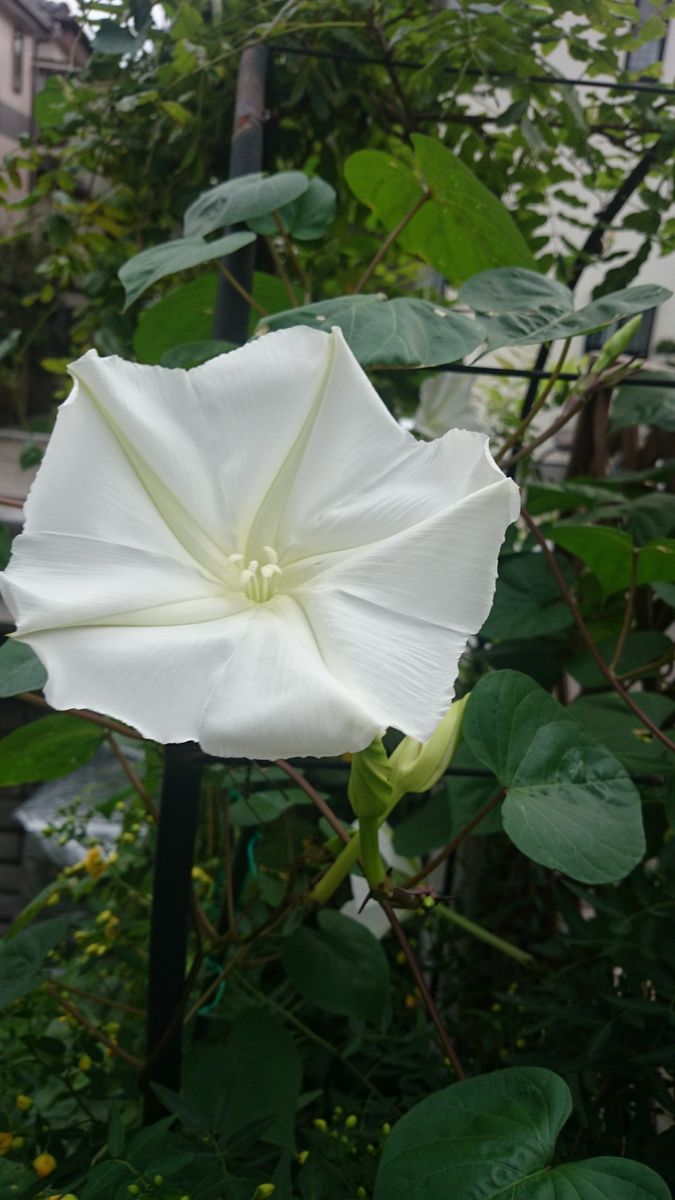 ヨルガオの花が咲きました。