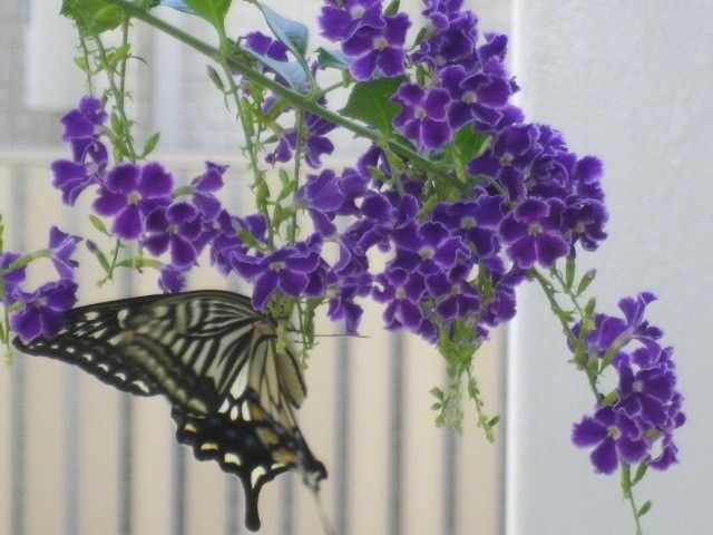 アゲハチョウ飛来！