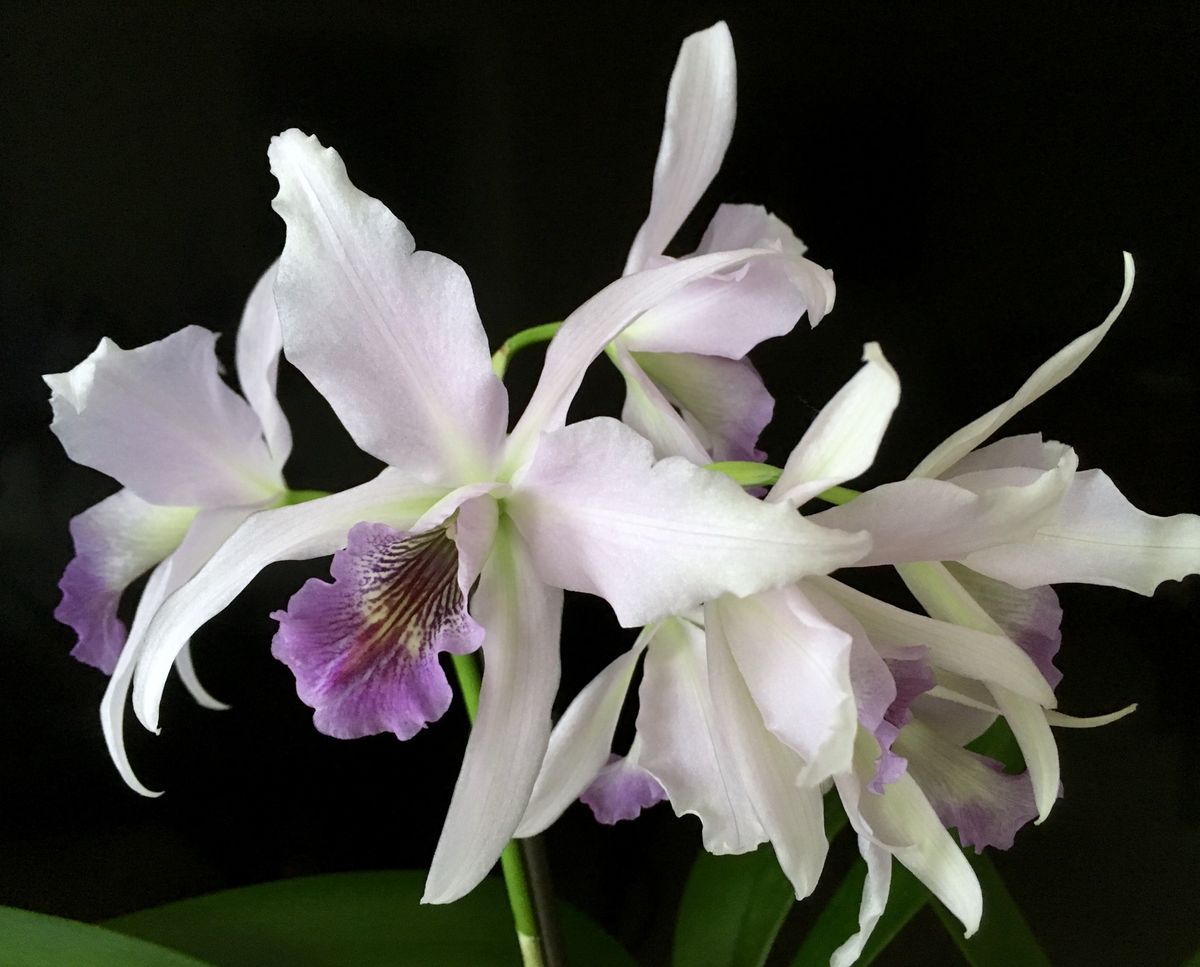 Lc. Wringleyi 'Blue Lagoon':  これで最後です。