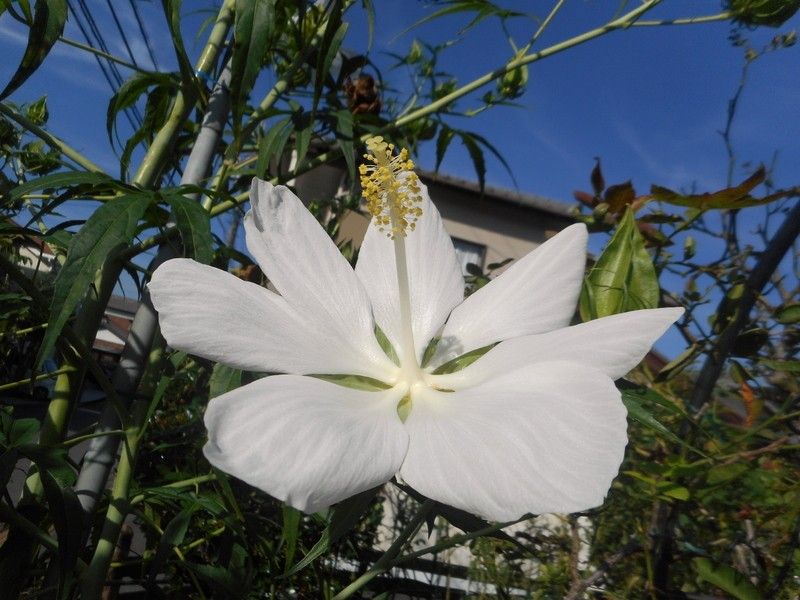 ミヤマウズラが咲きました♪