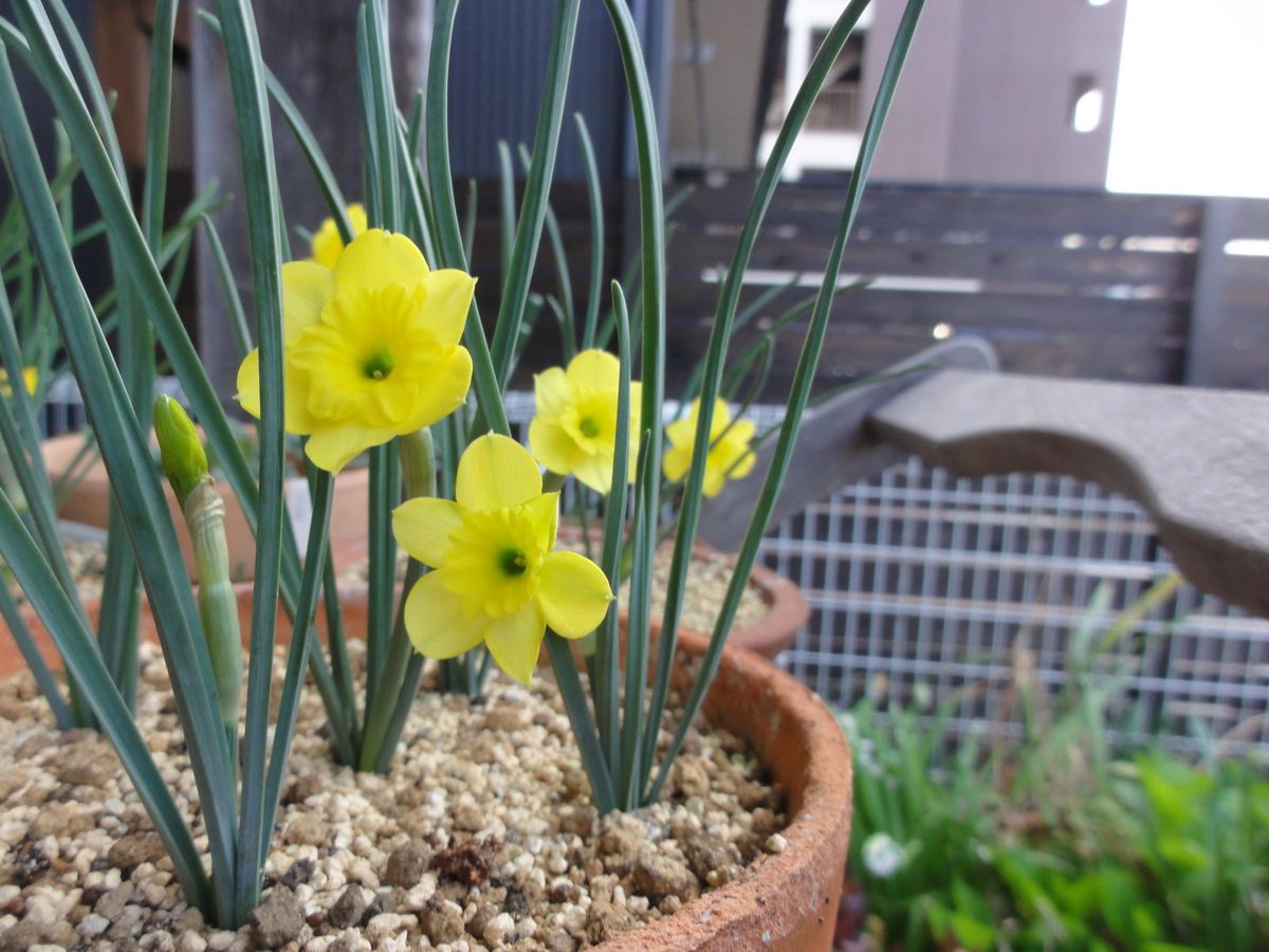 小さなスイセン　ルピコラ　の球根