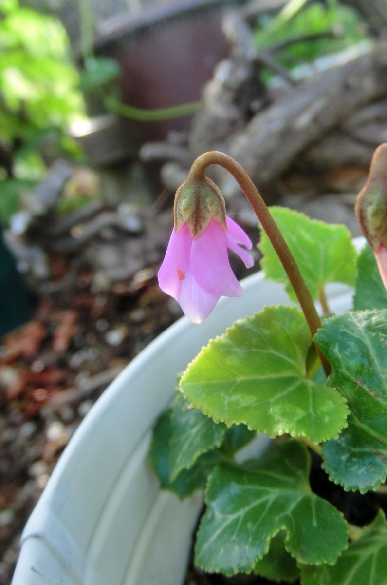 いろいろなお花たち