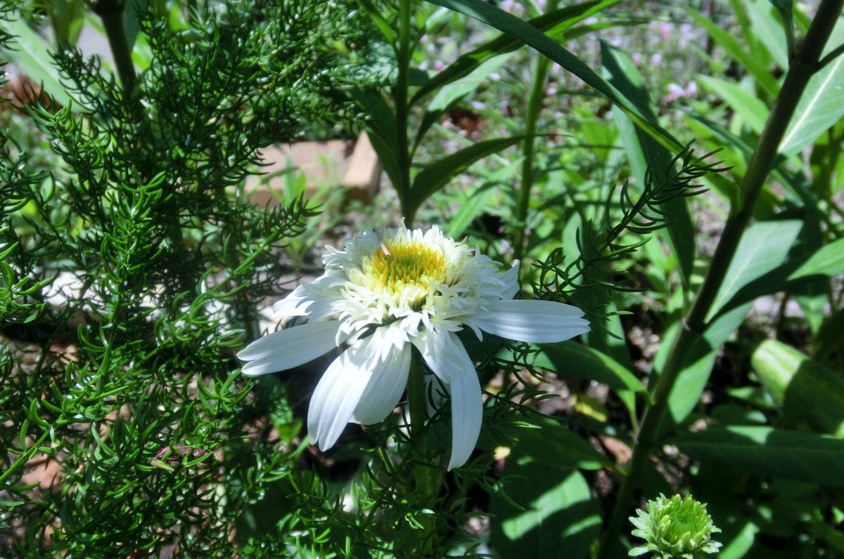 いろいろなお花たち