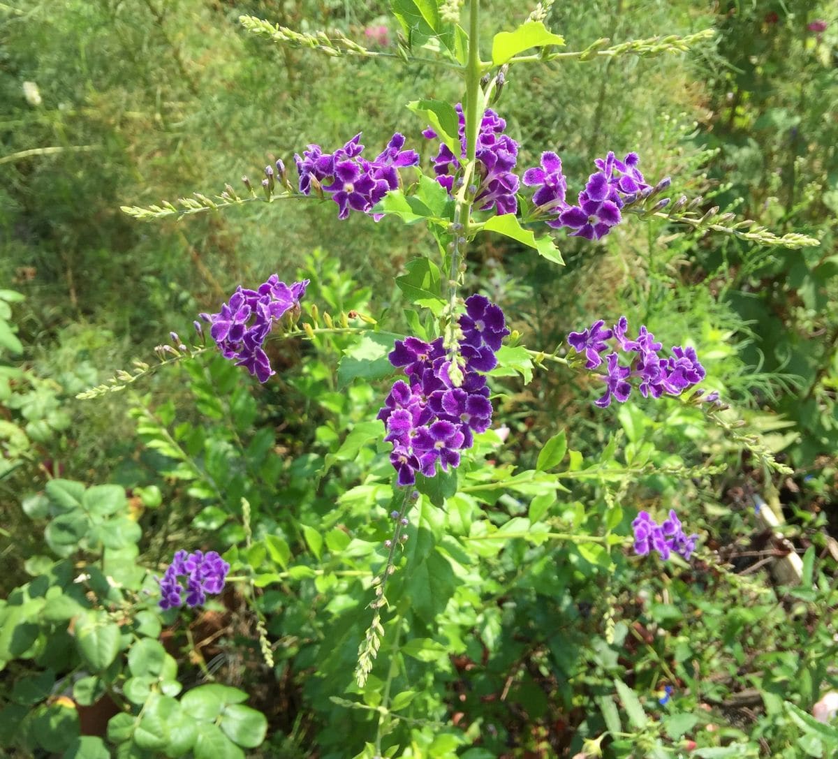 今日の花