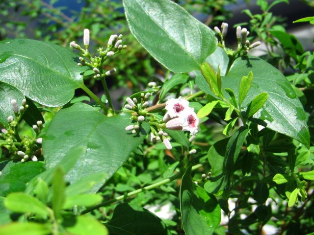 夏の庭に初夏と秋が・・・