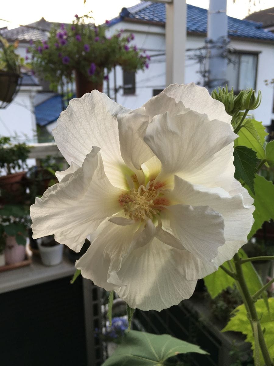 ２年目の酔芙蓉