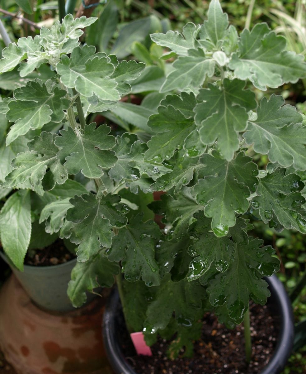 江戸菊の定植と…