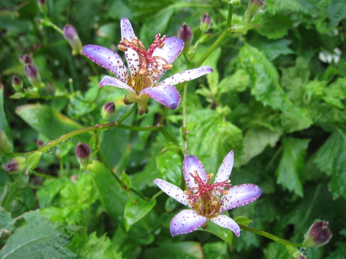 ナナカマドの花