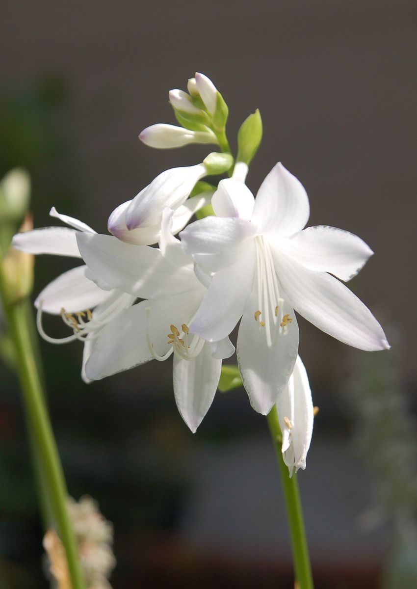 香六花　昨日の花・今日の花