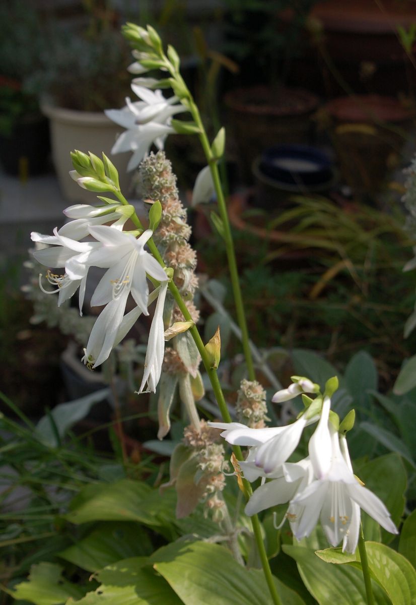 香六花　昨日の花・今日の花