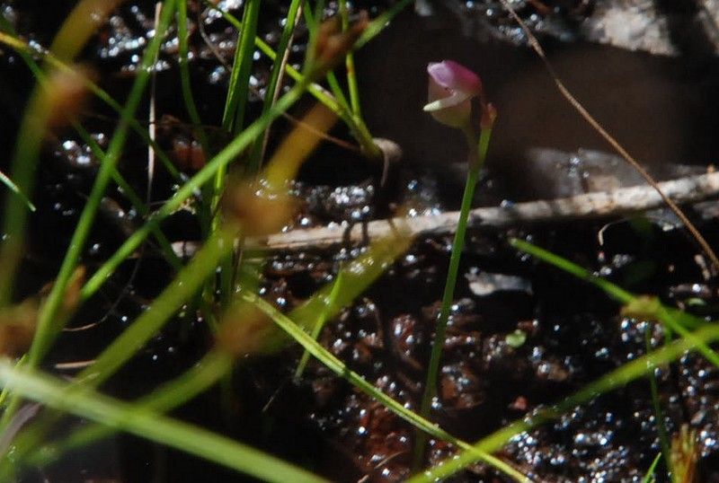 名もなき湿地の食虫たち・・・。