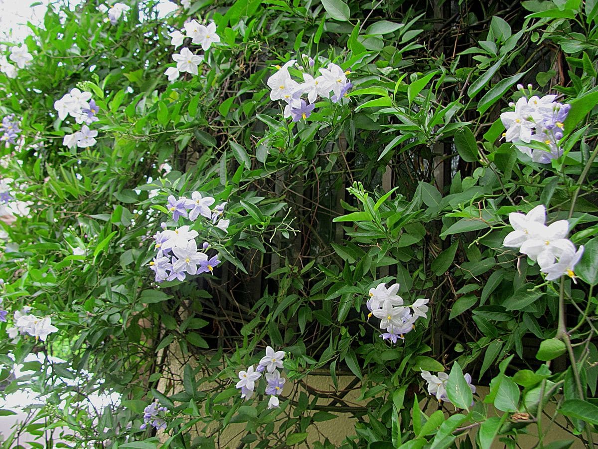 花のカーテンへ