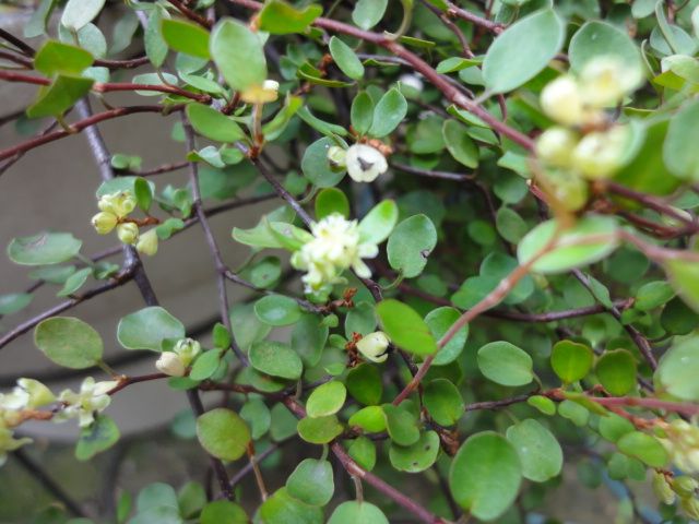 ワイヤープランツの花が咲いた！