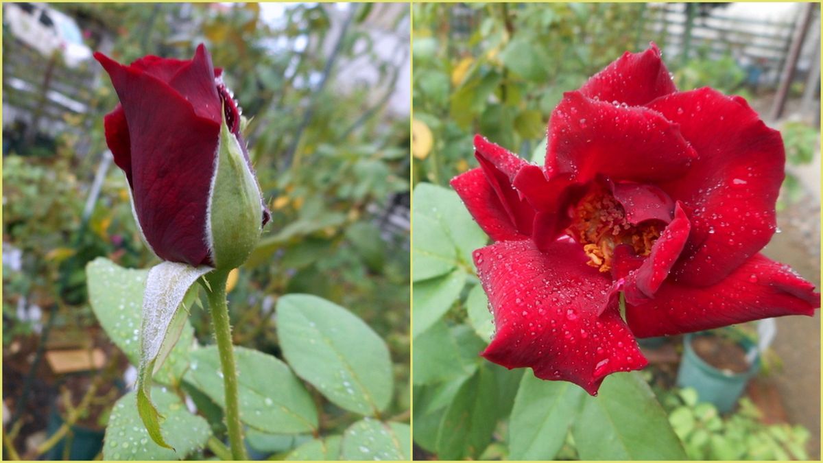 今日の薔薇(^^♪①