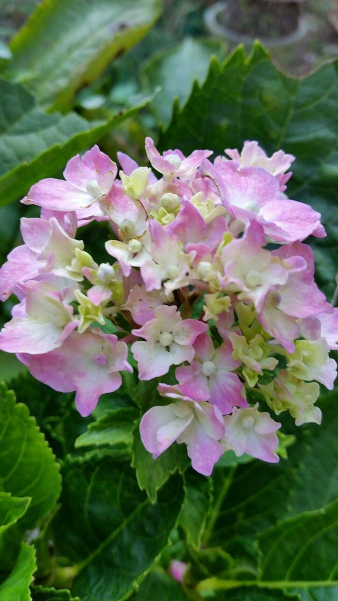 夏の終りに紫陽花