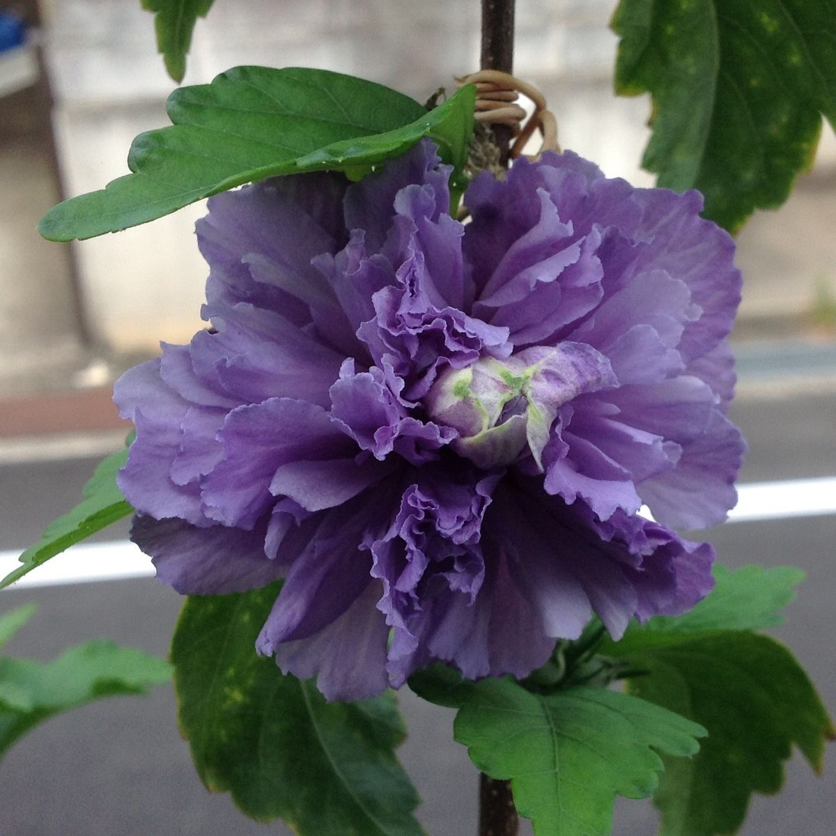 今朝の花木…ムクゲ「紫玉」‼️