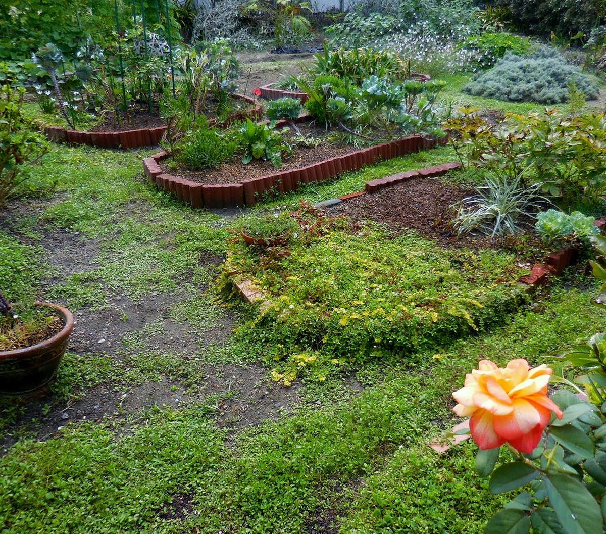 春花壇へ向けて・・・