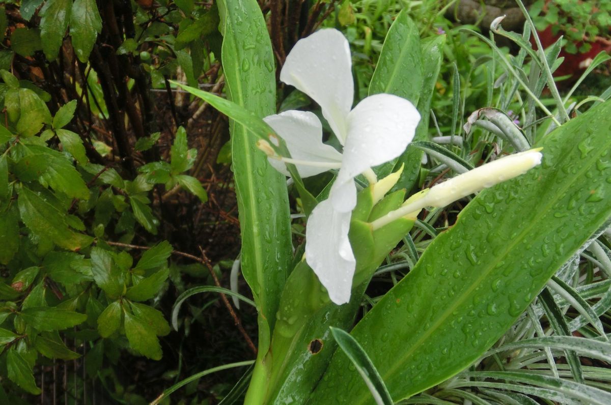 いろいろなお花たち