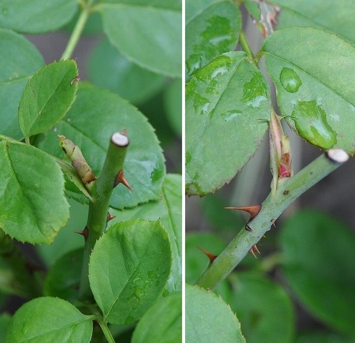 枝の太さで芽の出方が違う