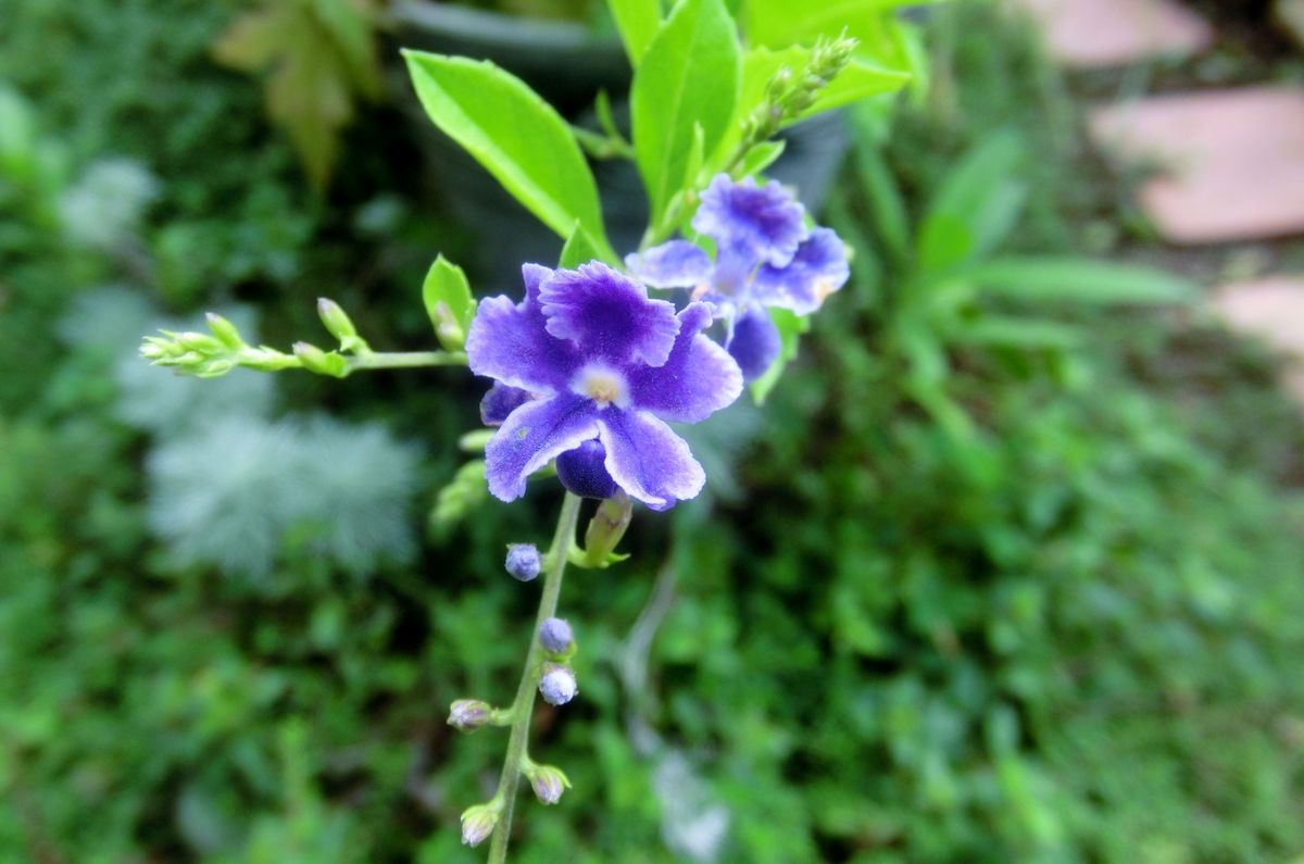 いろいろなお花たち