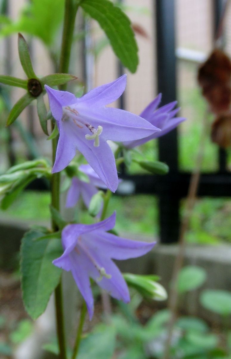 いろいろなお花たち