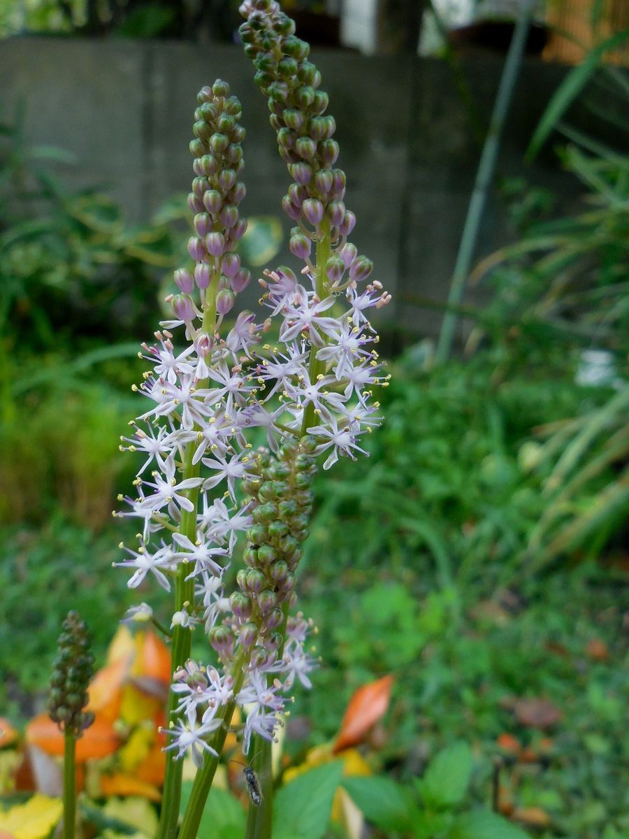 今日の花・・・