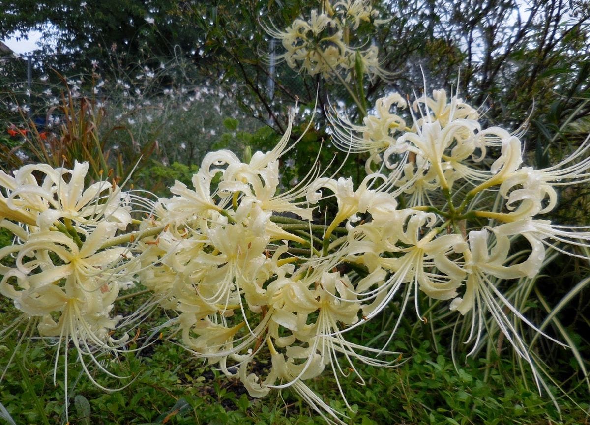 今日の花・・・