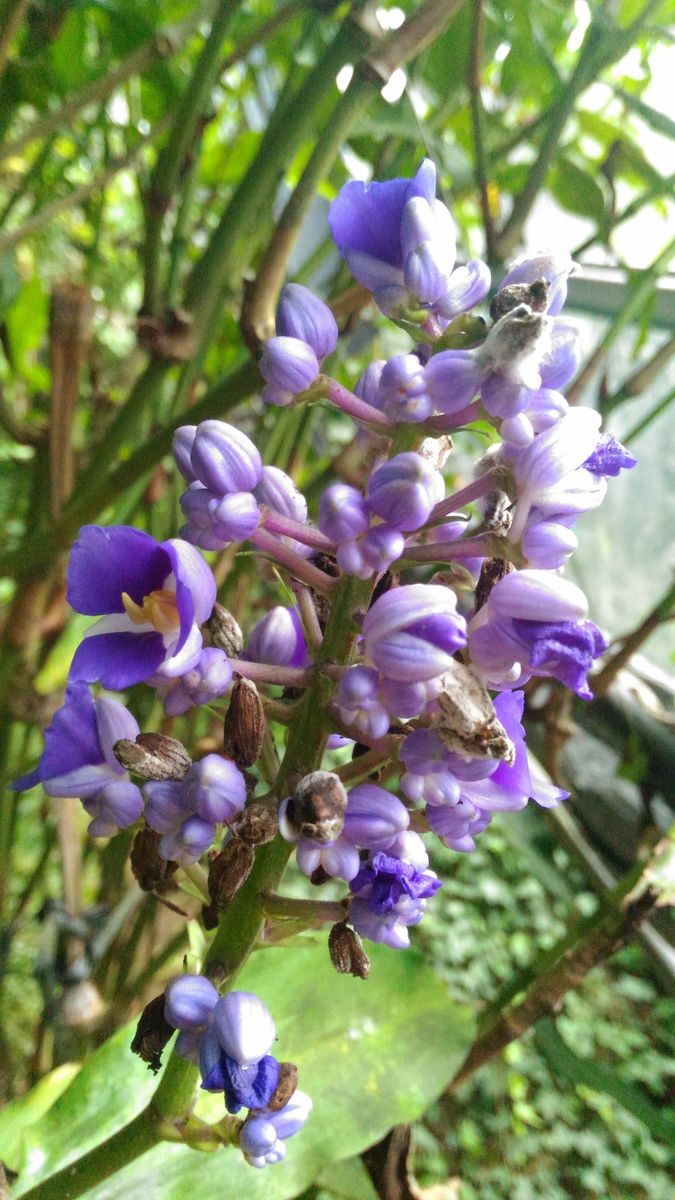 赤塚植物園希少生物大温室の花