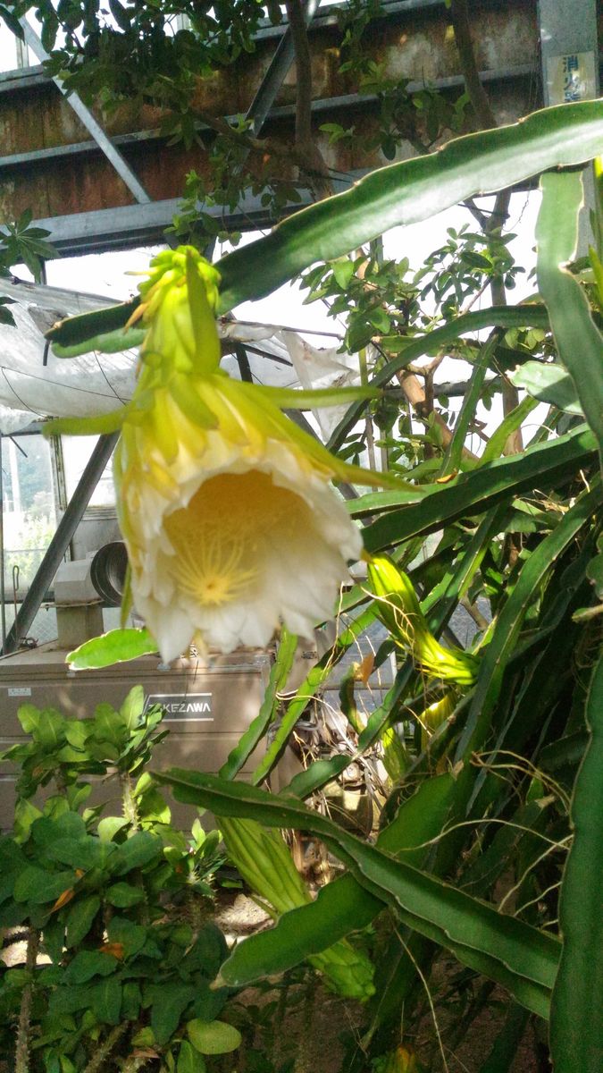 赤塚植物園希少生物大温室の花