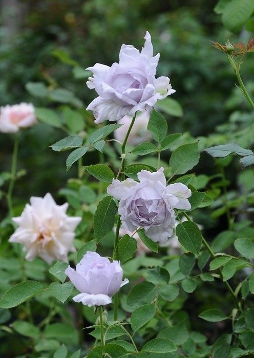 ルシファーは秋の花