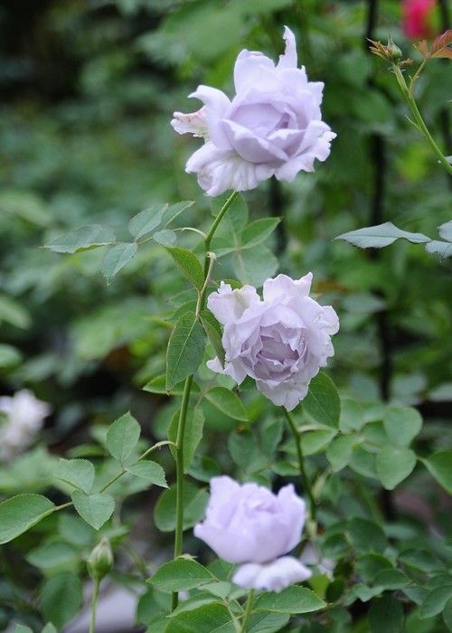 ルシファーは秋の花