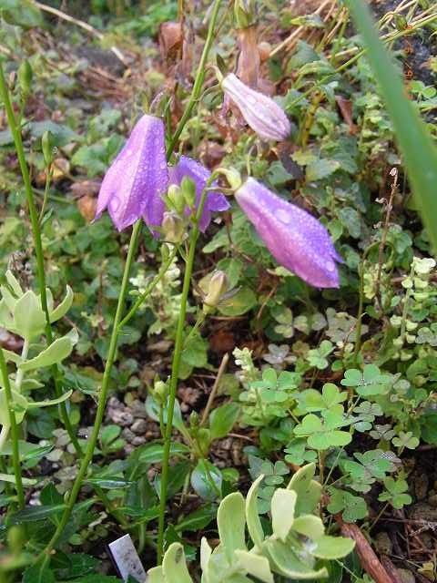 今の時期の花２