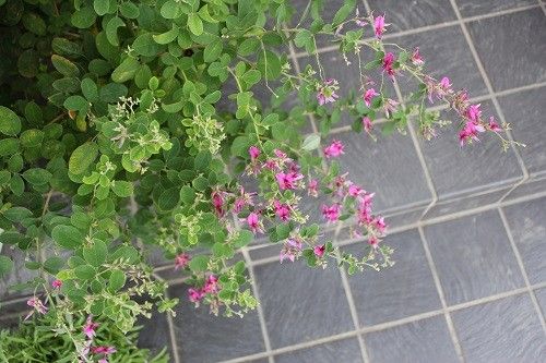 今朝は雨