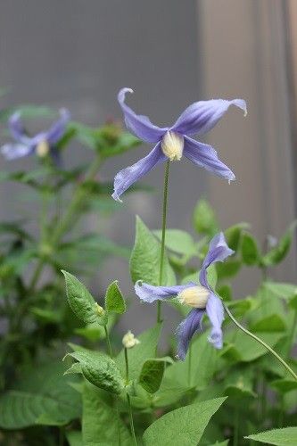 今朝は雨