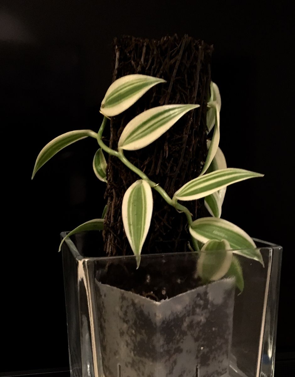 Vanilla planifolia:  植え替えました。