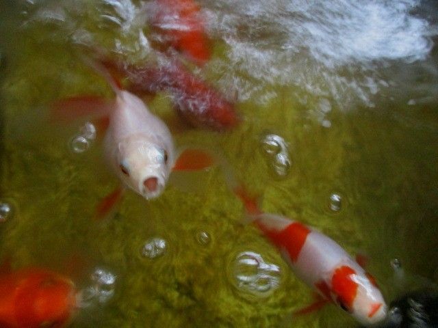 金魚あれこれ