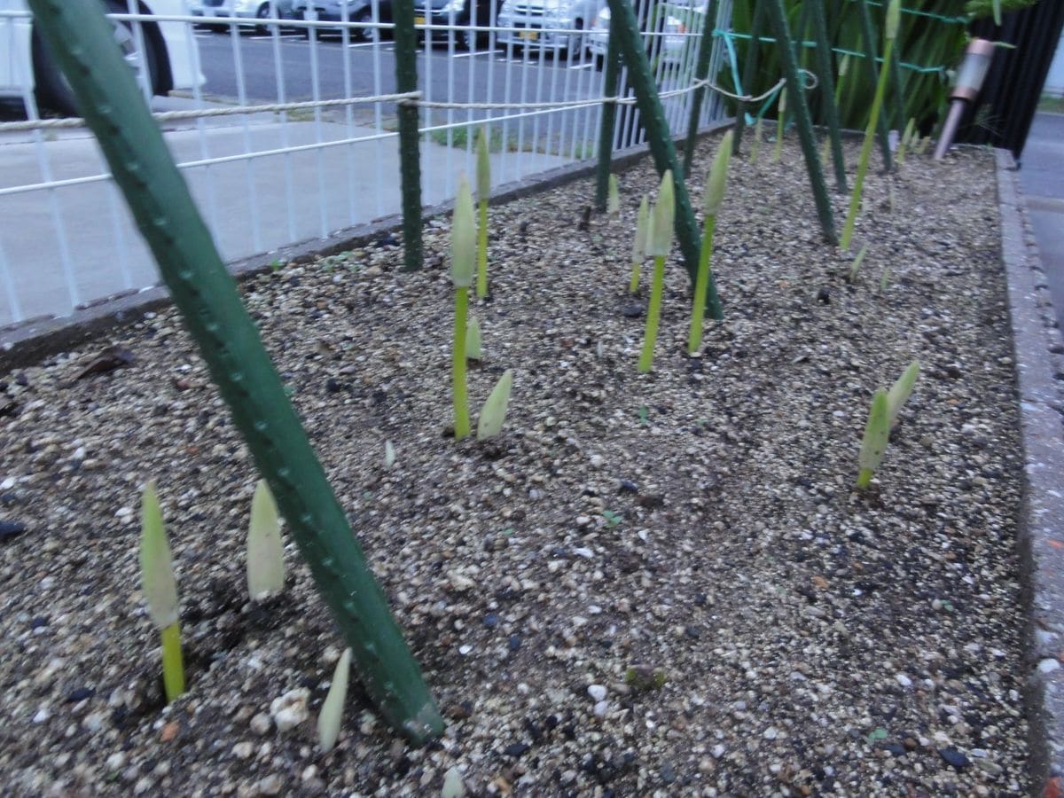 今日の花