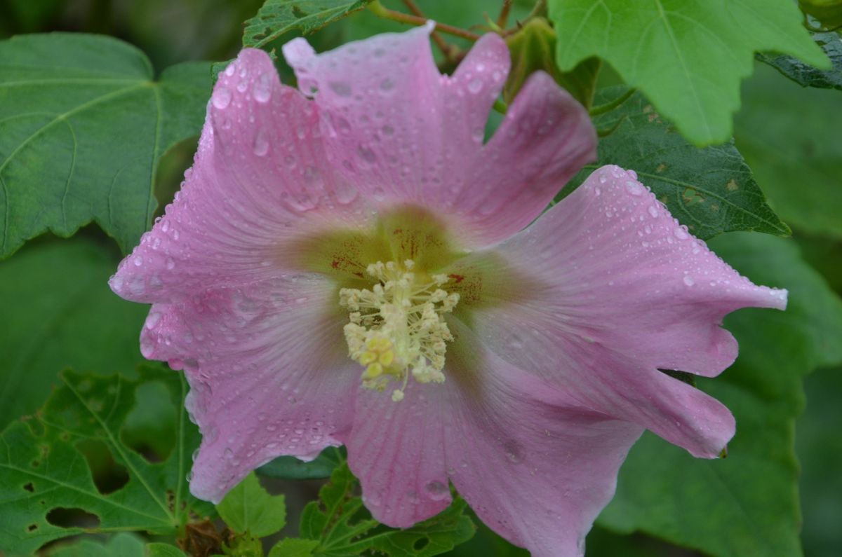 芙蓉（ふよう）、藤袴（ふじばかま）、薄（すすき）