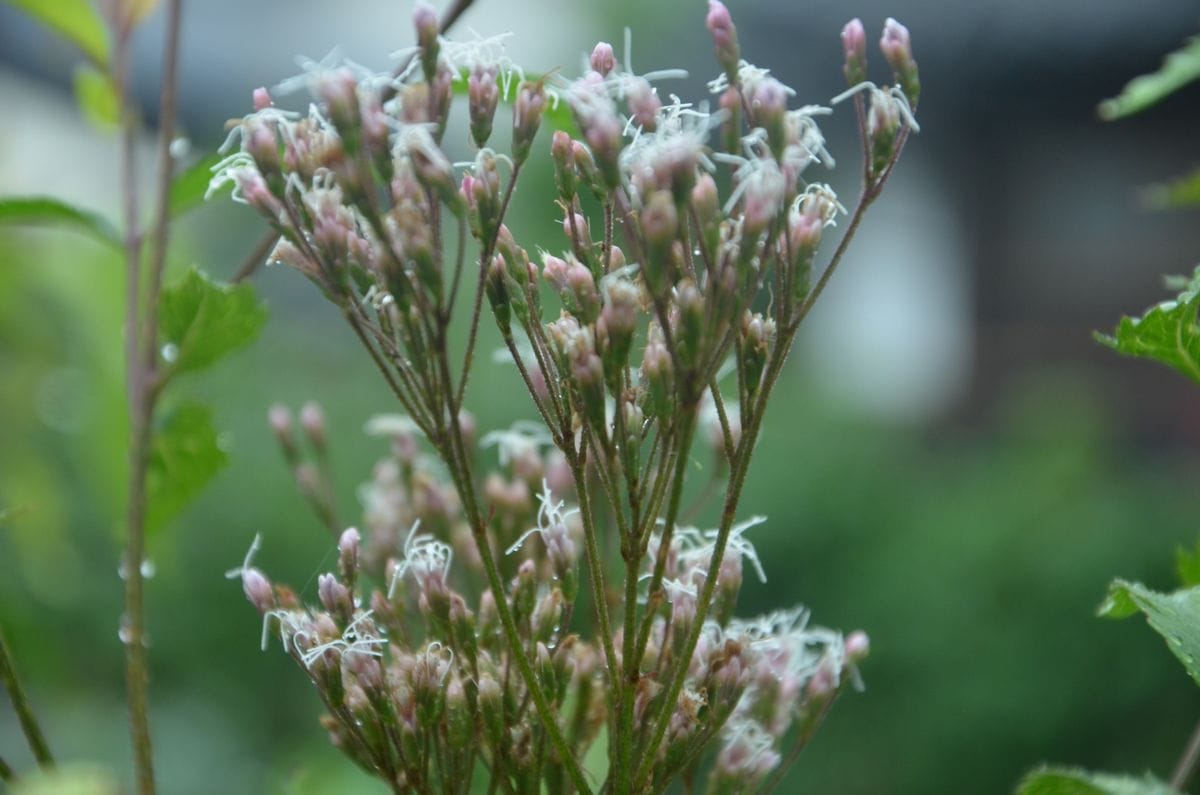 芙蓉（ふよう）、藤袴（ふじばかま）、薄（すすき）