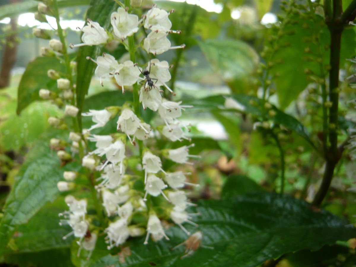 山野草の寄せ植え