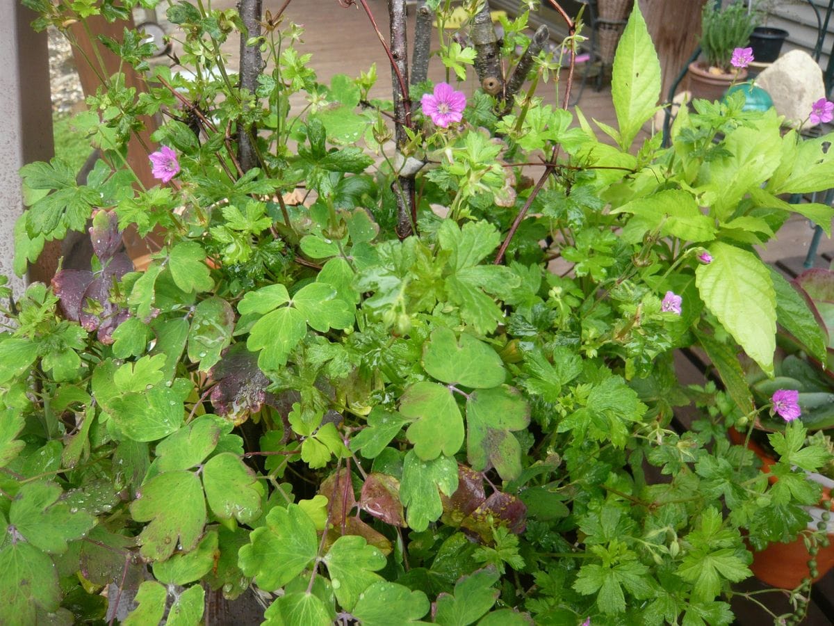 山野草の寄せ植え