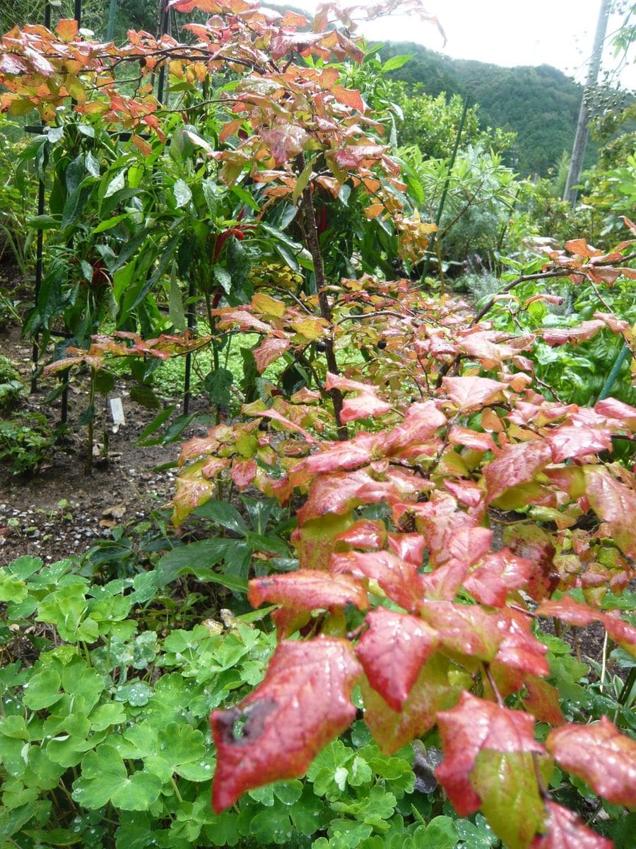 山野草の寄せ植え