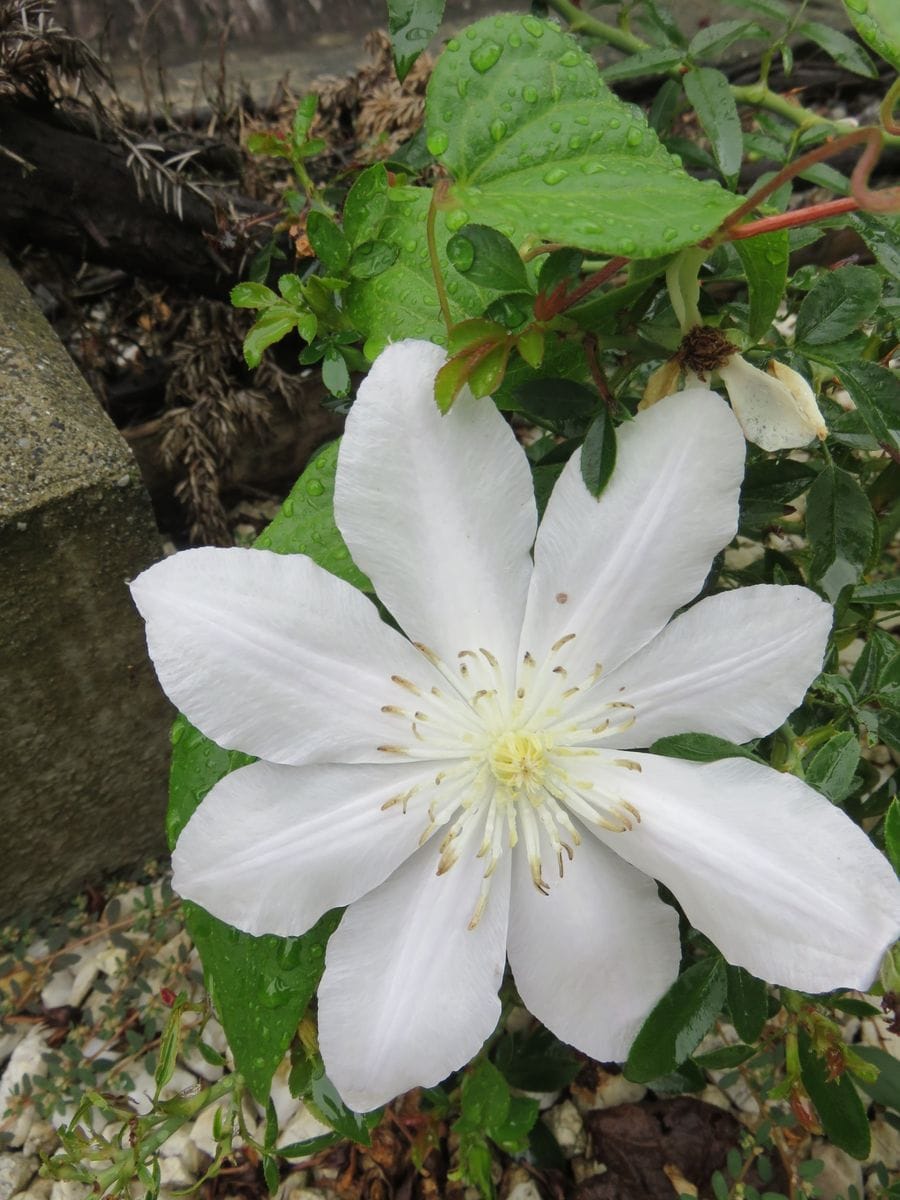 久しぶりに、花日記✾