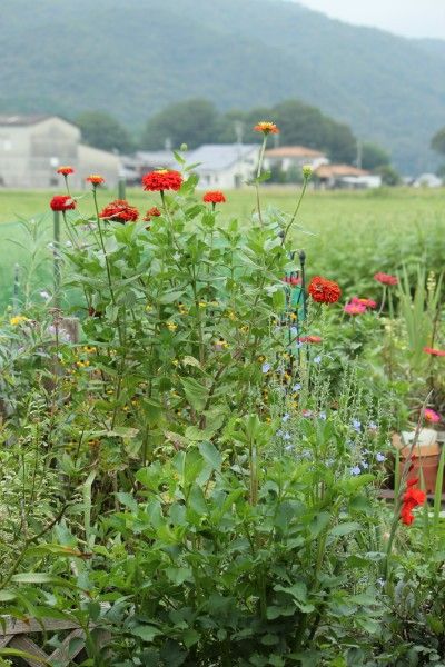 荒れ地の赤い花